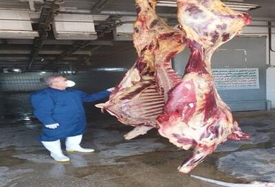 معدوم‌سازی لاشه گاو مبتلا به‌زردی پاتولوژیک در یاسوج