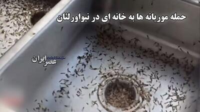 حمله وحشتناک موریانه‌ها به خانه‌ای در حومه نیواورلئان