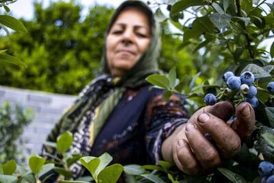 مزرعه بلوبری در شهرستان ساری