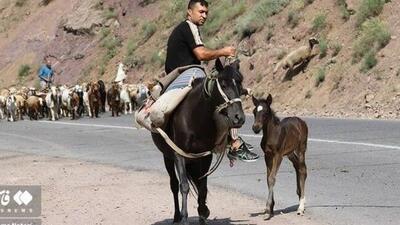 کوچ احشام به مراتع ییلاقی