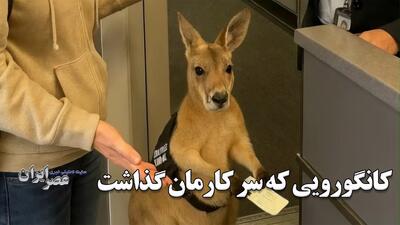 کانگوروی بلیط به دست و ویدئوهای جعلی هوش مصنوعی که جهان را فریب داد (فیلم)