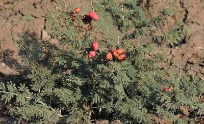 کهورک یا جغجغه؛ گیاه کهن‌سال و بومی ایران که تاثیری جادویی در درمان کبد و افزایش وزن گاوها و گوسفند‌ها دارد!(+عکس)