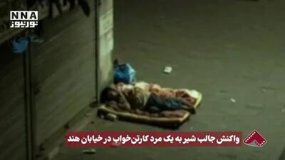ببینید| واکنش جالب شیر به یک مرد کارتن‌خواب در خیابان هند