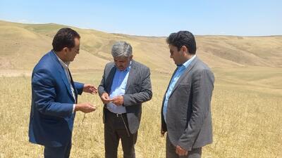 پیش بینی پرداخت ۱۳۰ هزار میلیارد ریال غرامت به بخش زراعت گندم کشور