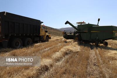 آمادگی ۴۴ مرکز برای خرید تضمینی گندم استان زنجان در سال ۱۴۰۴