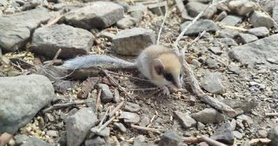 اولین ثبت تصویری از سنجابک درختی در پارک ملی سالوک