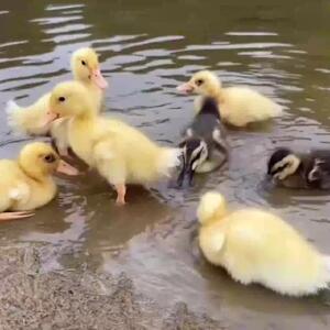 فیلم راه رفتن جوجه اردک ها دنبال گربه