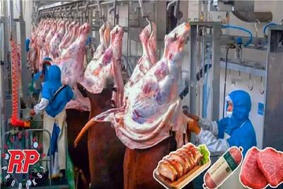 فرآوری گاو؛ واکاوی تکنولوژیک تولید گوشت از ذبح تا بسته‌بندی