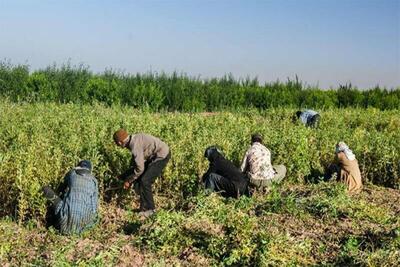 اشتغال‌زایی برای هزار و ۱۰ نفر در مازندران با سرمایه‌گذاری در بخش کشاورزی