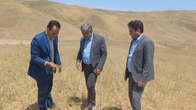 پیش بینی پرداخت ۱۳ همت غرامت بابت خشکسالی و سرمازدگی در کشور