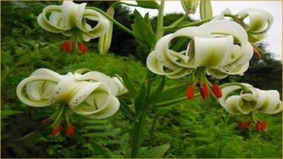 برگزاری جشنواره سوسن چلچراغ در روستای داماش رودبار