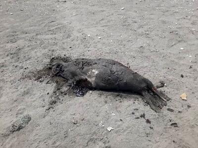 کشف لاشه فوک خزری در ساحل رضوانشهر