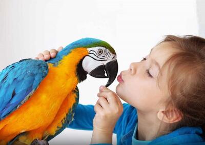 وسیله نقلیه منحصر بفرد یک طوطی بازیگوش برای گردش در شهر