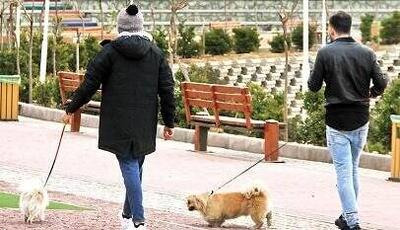 جمع‌آوری پت‌شاپ‌ها و برخورد قاطع با سگ‌گردانی در تربت‌جام