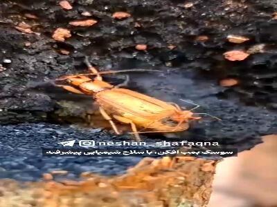 سلاح شیمیایی سوسک بمب افکن