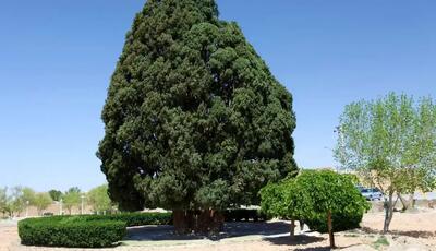 کهنسال‌ترین درخت ایران ثبت ملی شد