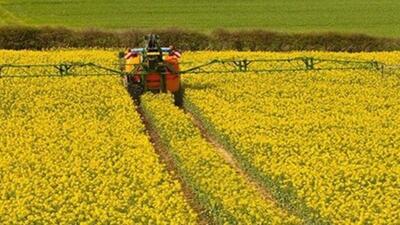 وابستگی ۹۰ درصدی روغن به واردات/ تولیدکننده انگیزه‌ای برای کشت دانه‌های روغنی ندارد
