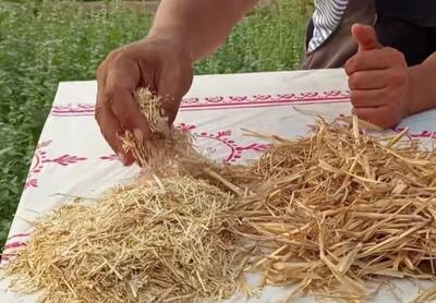 مالچ کردن برای صرفه جویی در آب و تقویت گیاه / فیلم