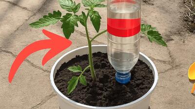 نحوه آبیاری قطره ای گل و گیاهان / جدیدترین سیستم آبیاری قطره ای با بطری نوشابه