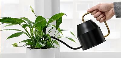 بهترین آب برای آبیاری گیاهان آپارتمانی چه نوع آبی است ؟