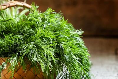 با این گیاه شگفت‌انگیز، نفخ وبی‌خوابی را خداحافظی کنید