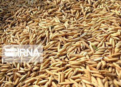 یک درصد عوارض نهاده های دامی  کشور به تولید گوشت قرمز اختصاص یافت