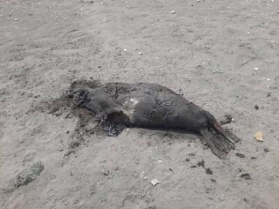 کشف لاشه فوک خزری در ساحل رضوانشهر