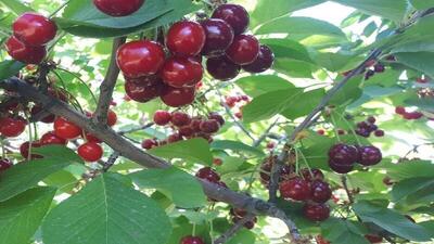 فیلم/ آغاز برداشت گیلاس از باغات روستای طامه نطنز