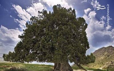 ثبت ملی کهنسال‌ترین درخت ایران به نام «ارس مراد»+ عکس