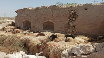 جدیدترین قیمت دام زنده در بازار امروز ۲۱ خرداد ۱۴۰۴/ قیمت هر کیلو گوشت گوساله چند؟