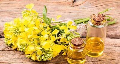 روغن کانولا: حقیقت‌ های تلخ پشت این روغن محبوب