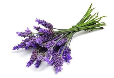 دفع پشه با این گیاهان