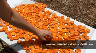 روش خشک کردن زردآلو در آفتاب بدون سیاه شدن | طرز تهیه برگه زردآلو (قیسی) خانگی