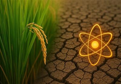 برنج هسته‌ای ایرانی راهی برای عبوراز بحران آب و کاهش وابستگی - تسنیم