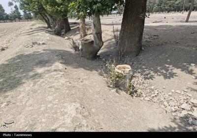 قطع غیرقانونی درختان کهنسال روستای رضی‌آباد احمدآباد مستوفی - تسنیم
