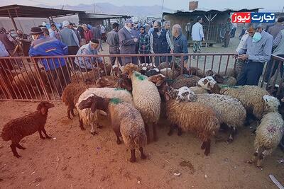 قیمت دام زنده امروز 21 خرداد ۱۴۰۴/ میانگین قیمت گوساله از 200 هزار تومان عبور کرد + جدول