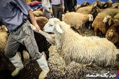 قیمت دام زنده امروز ۲۱ خرداد + جدول