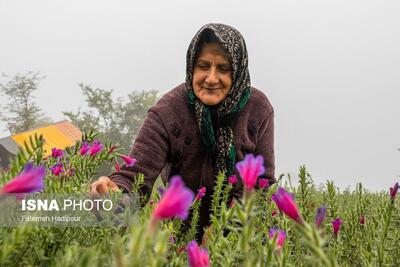 عکس/ برداشت گل‌گاوزبان در روستای «آغوزبن» کندسر