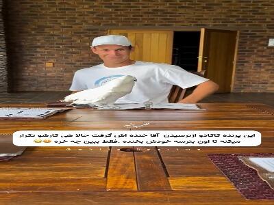 پرنده کاکادو ازترسیدن یک مرد خنده اش گرفت