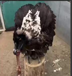 قورت دادن پای گوسفند در یک حرکت