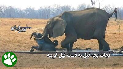 نجات معجزه‌آسای بچه فیل از کانال آبیاری توسط فیل دلسوز