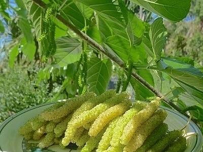 آموزش پیوند درخت توت با سه روش اصلی و کاربردی برای بیشتر درختان!