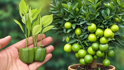 آسان ترین روش کاشت لیمو در خانه