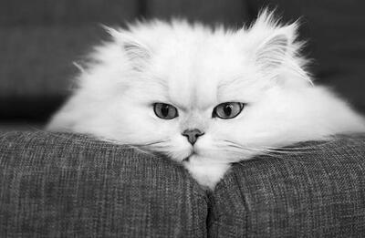 این گربه‌ها هم ژن خوب دارند
