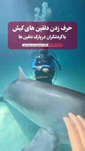 حرف زدن دلفین‌های کیش با گردشگران/فیلم