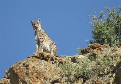 حفاظت مشارکتی؛ نسخه نجات طبیعت ساوه و زرندیه