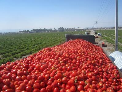 ضرورت سرمایه‌گذاری در بخش کشاورزی/ وضعیت نگران کننده فرسایش خاک در کشور