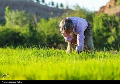 فصل برنج در بابا امان بجنورد- عکس صفحه استان تسنیم | Tasnim