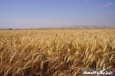 کاهش مطالبات گندم‌کاران به 45 همت/ خرید تضمینی گندم کاهش می‌یابد؟‌