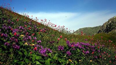 وجود ۱۷۶۰ گونه گیاهی در لرستان؛ ۲۰۰ گونه بومی منطقه